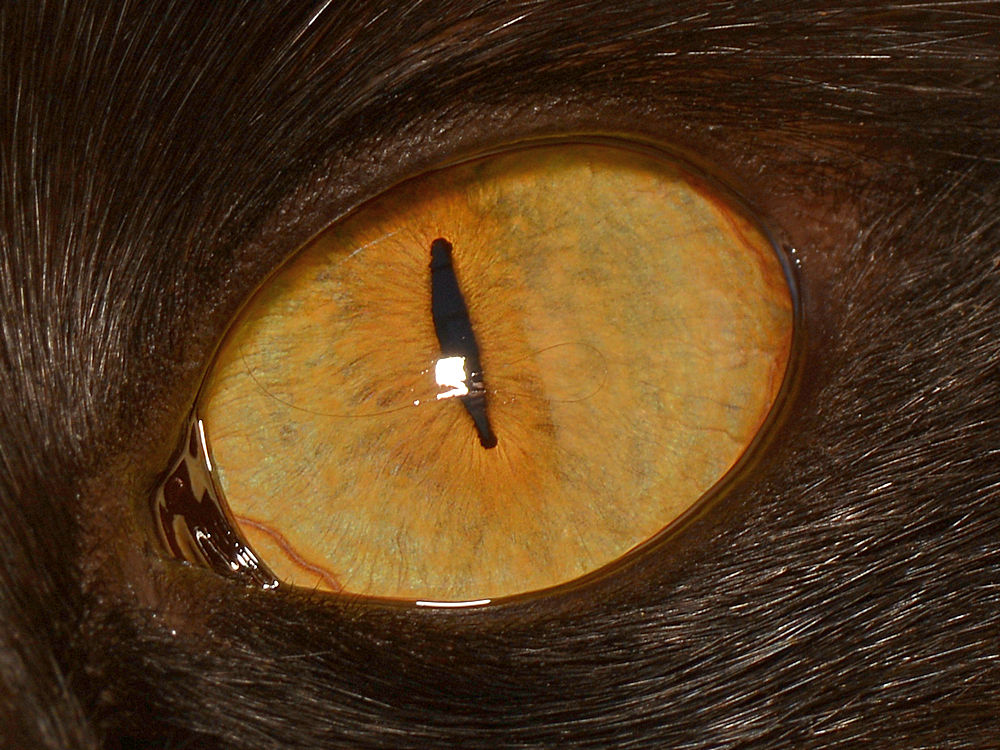 CatsEye.jpg