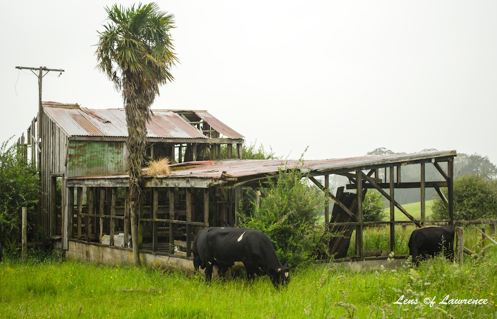 Cattle sheds LOL.jpg