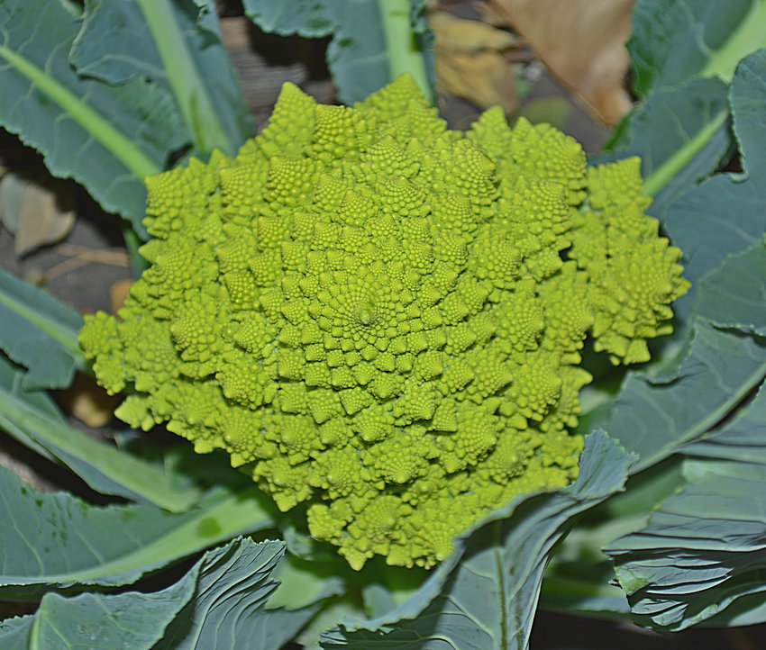 Cauliflower.jpg