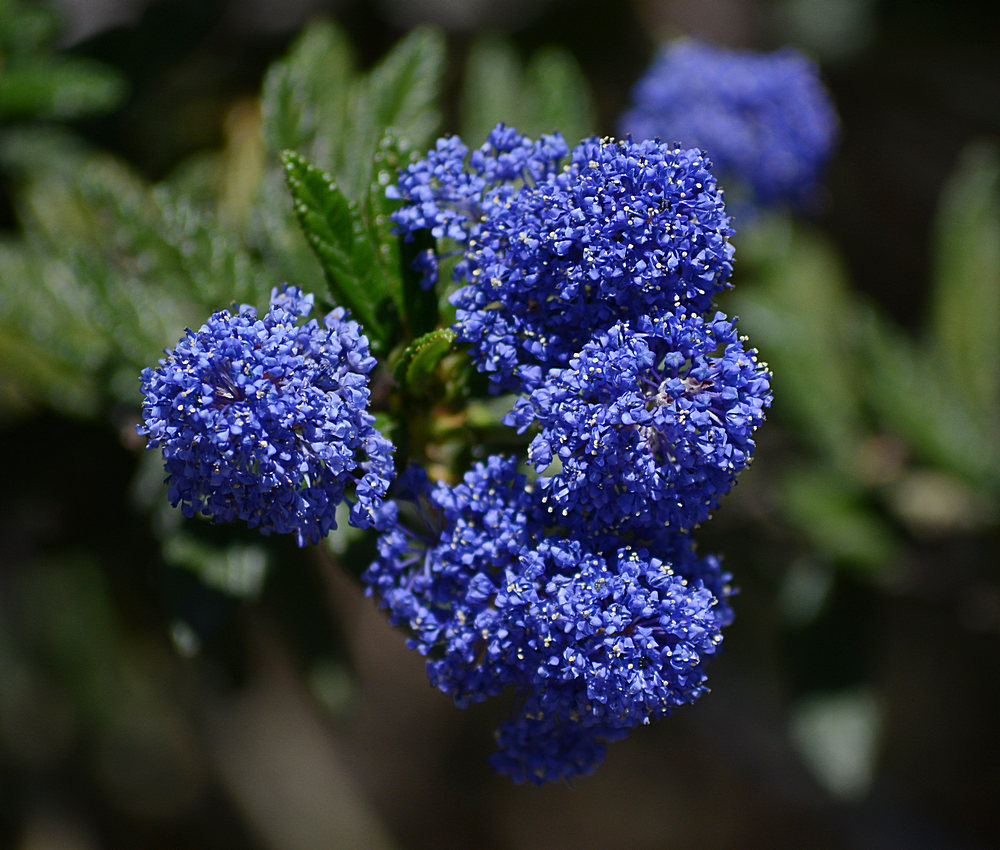 Ceanothus.jpg
