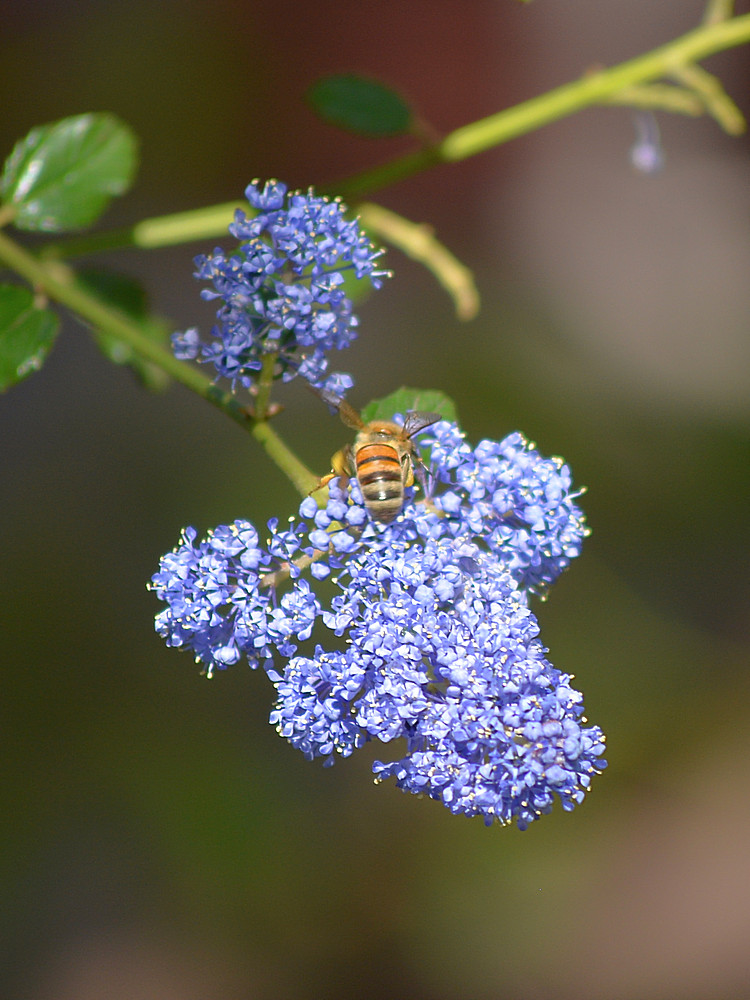 Ceanothus02Jan2014.jpg