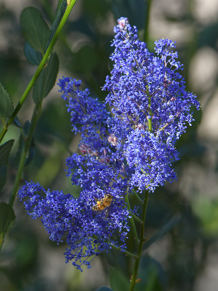 Ceanothus2.jpg