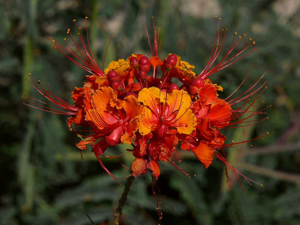 Ceasalpinia.jpg