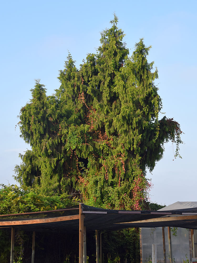 Cedar.jpg