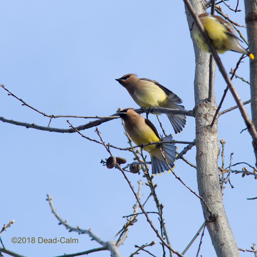 cedar waxwings N500_4633.jpg