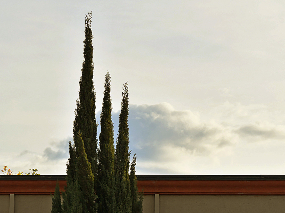 Cedar2.jpg