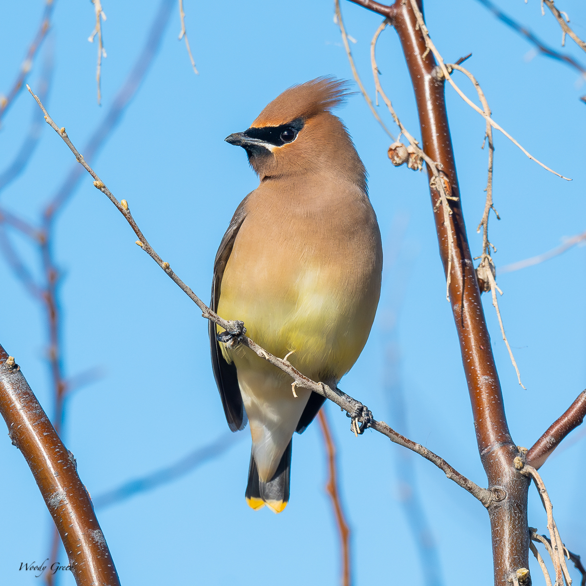 CedarWaxwing-58.jpg