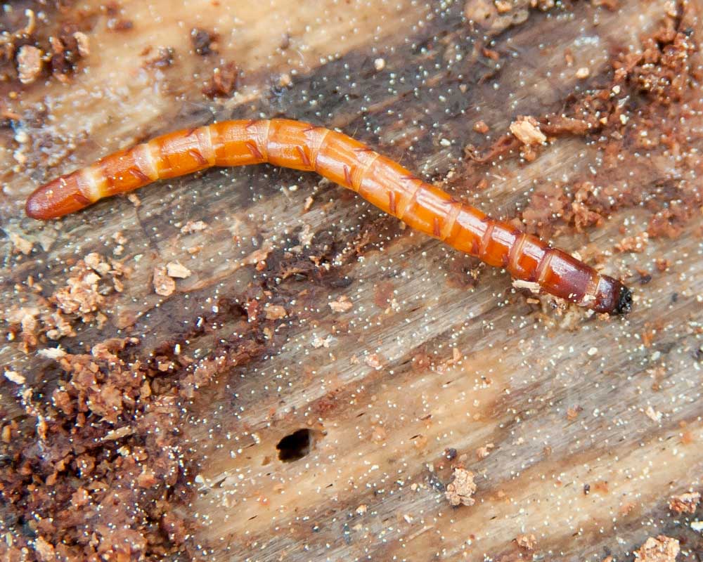 centipede_larvae.jpg