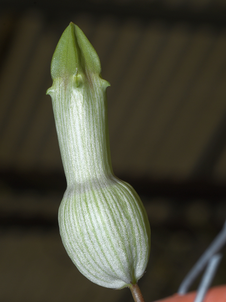 CeropegiaAmpliata2.jpg