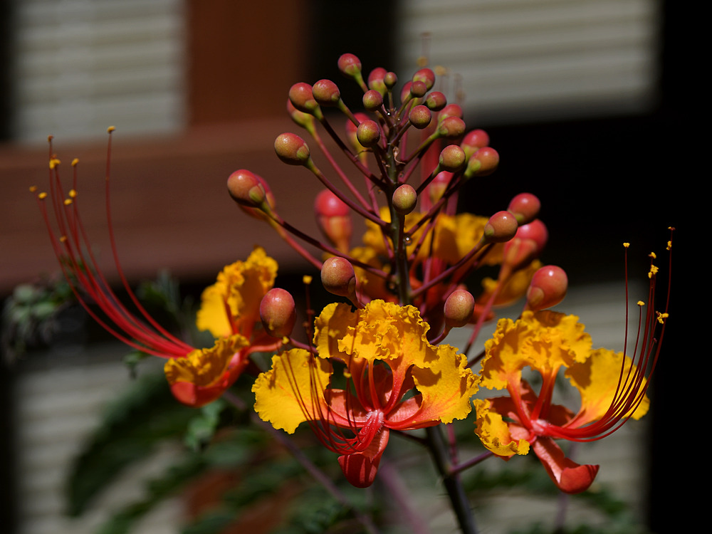 Cessalpinia3.jpg