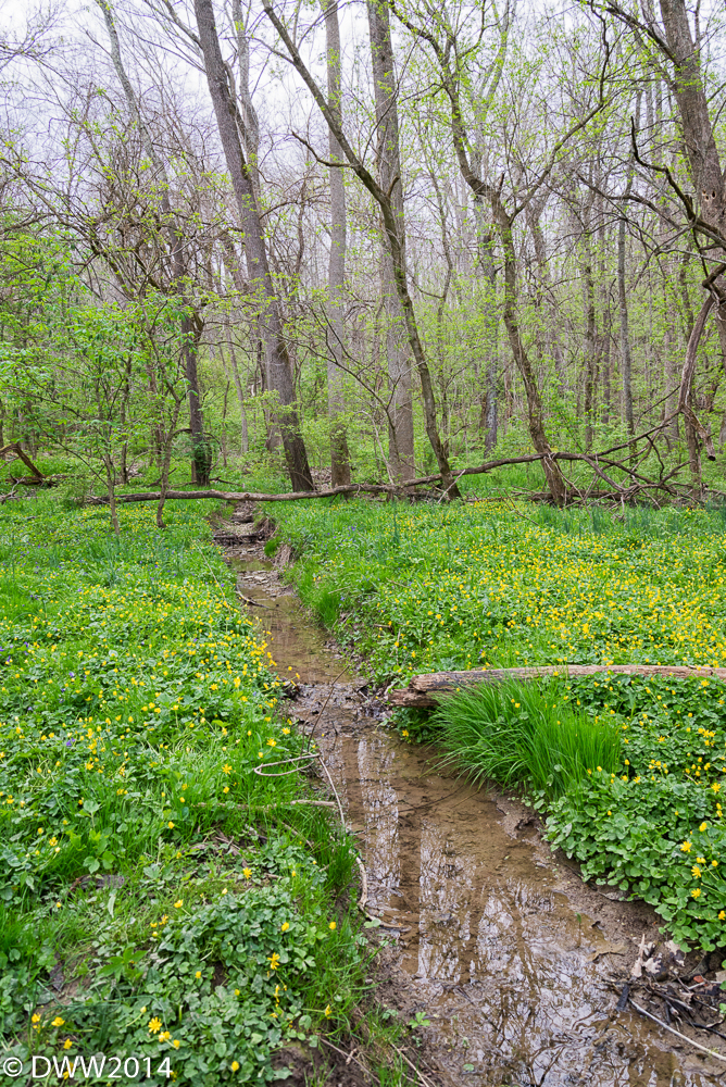 Chaanel Thru Flowers (1 of 1).jpg