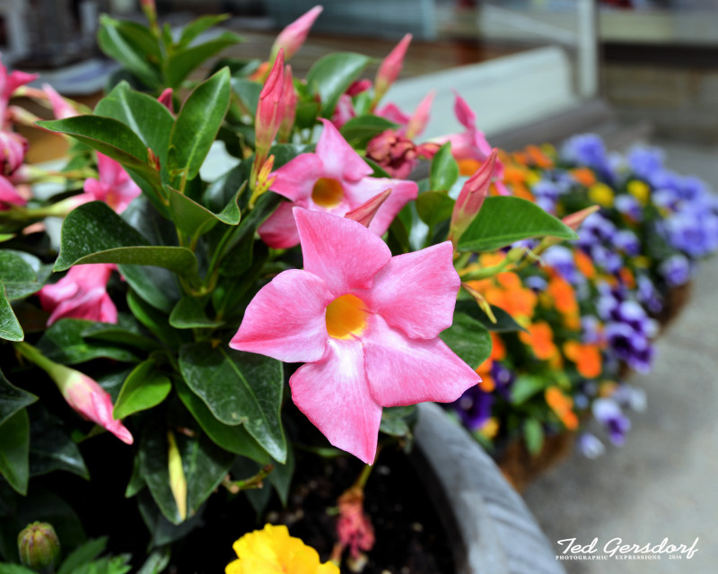 Chagrin Falls 20_978.JPG