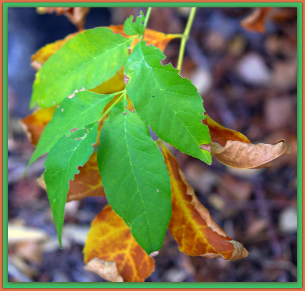 Changing Leaves.jpg