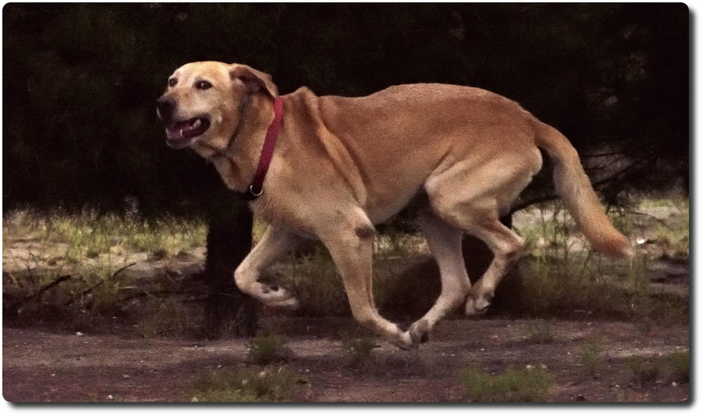 charlie-run-week.jpg