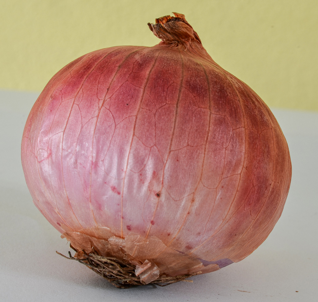 Charlotte-onion-1.jpg