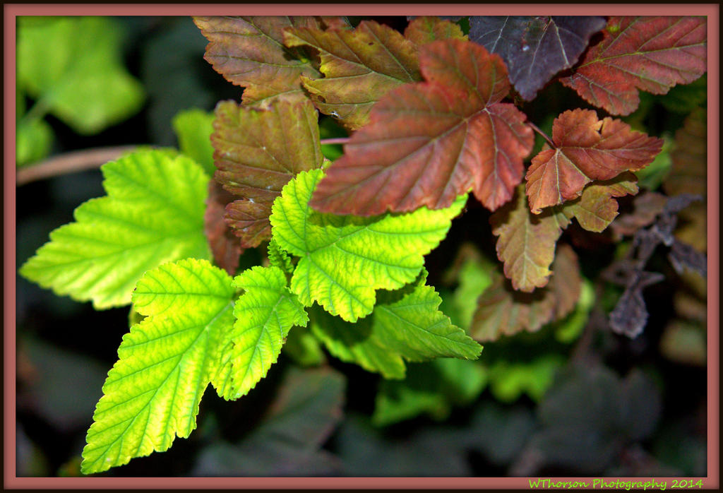Chartreuse, Brown, and Red Leaves.jpg