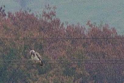 Chasing bird of Pray Crop.JPG