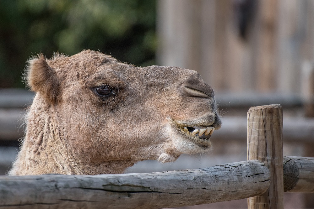 Chattanooga Zoo-2574.jpg