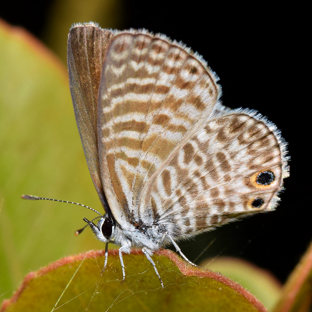 CheckerHairstreak2.jpg