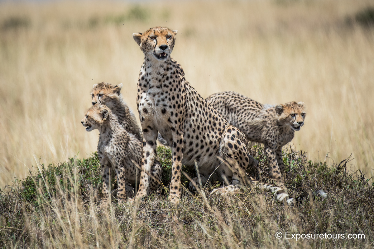 cheetah 3 cubs exposuretours.JPG