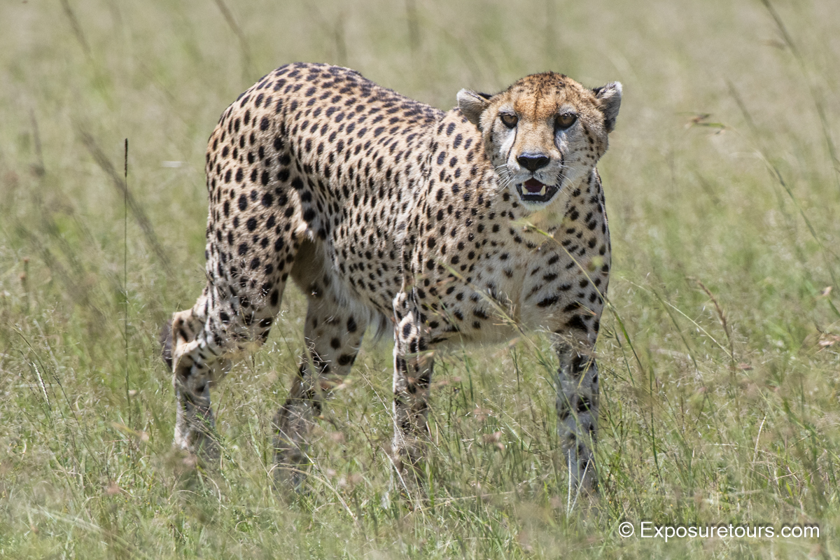 Cheetah walkabout et.jpg