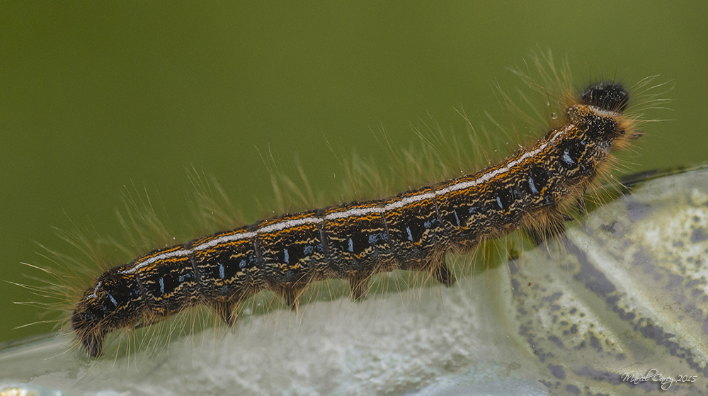 Chenille MCC 7060.jpg