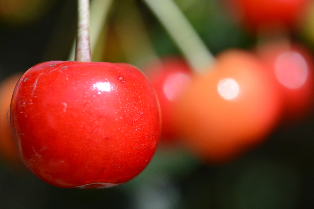 Cherries.jpg