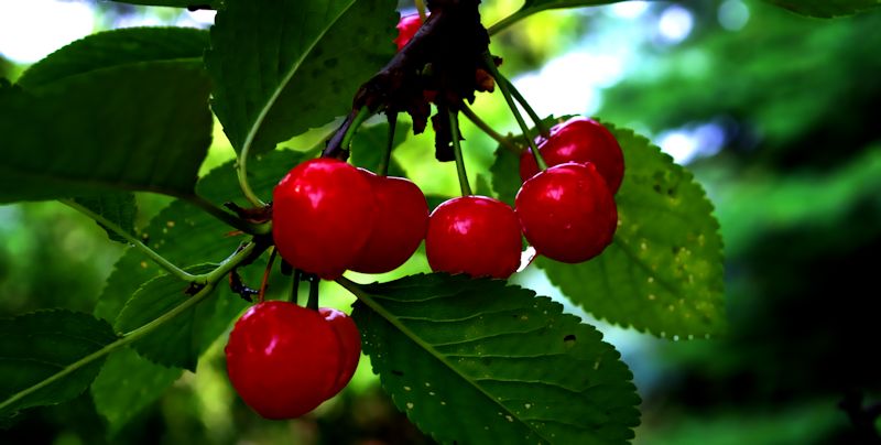 cherries2.jpg