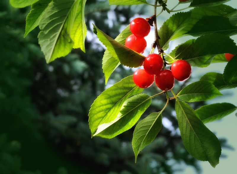 cherries800.jpg