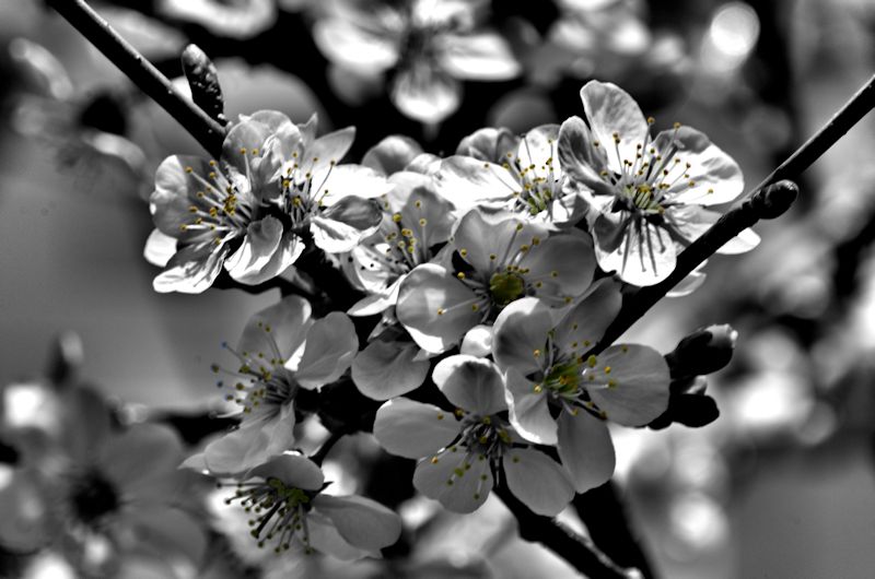 cherry blooms selective color800.jpg