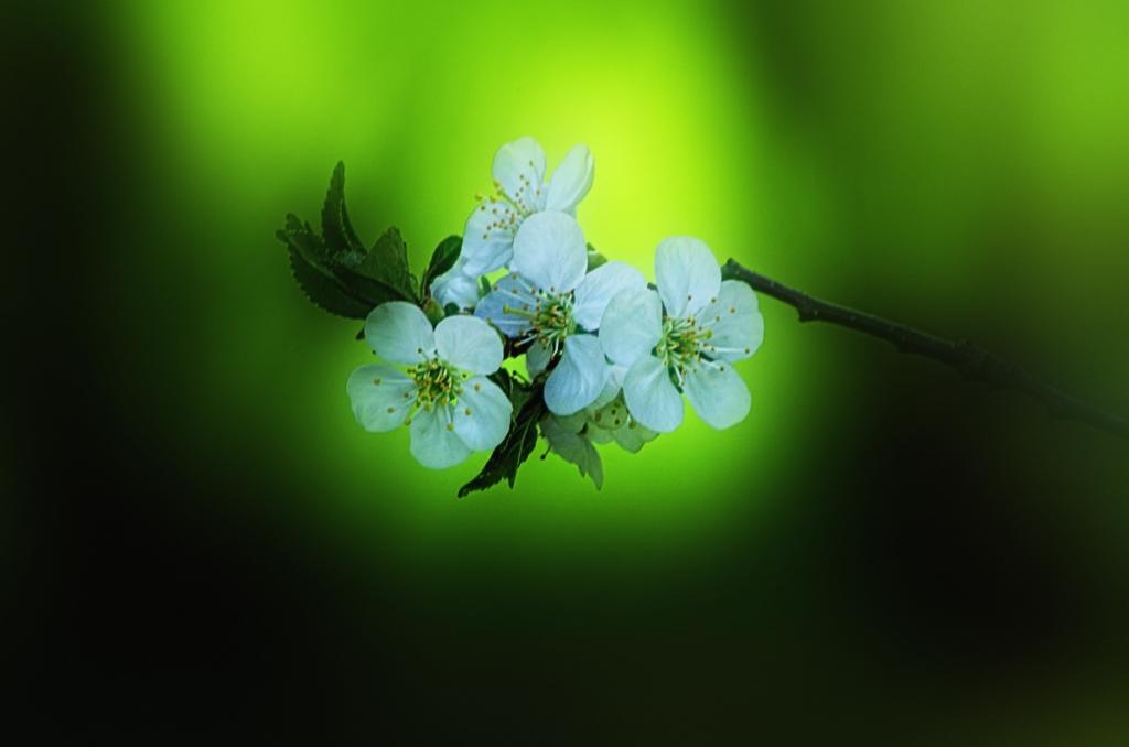 cherry blossoms_edited-11200.jpg