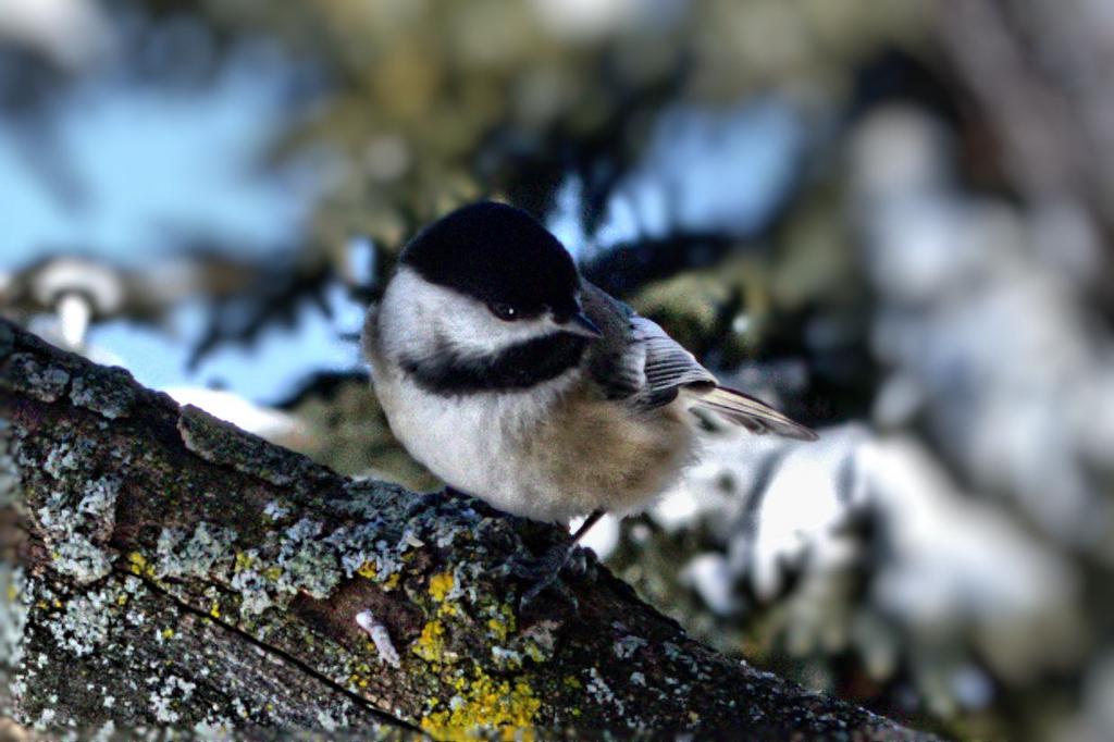 chicadee.jpg