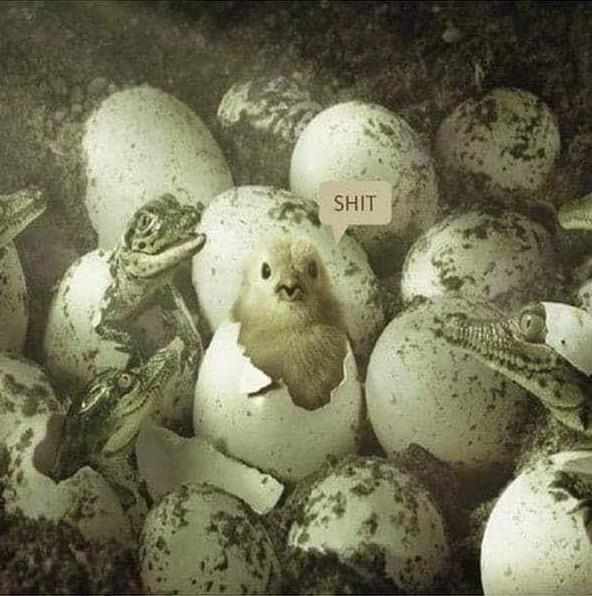 chick.jpg