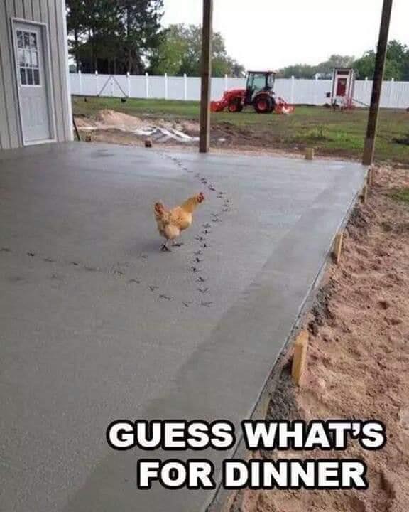 chick.jpg