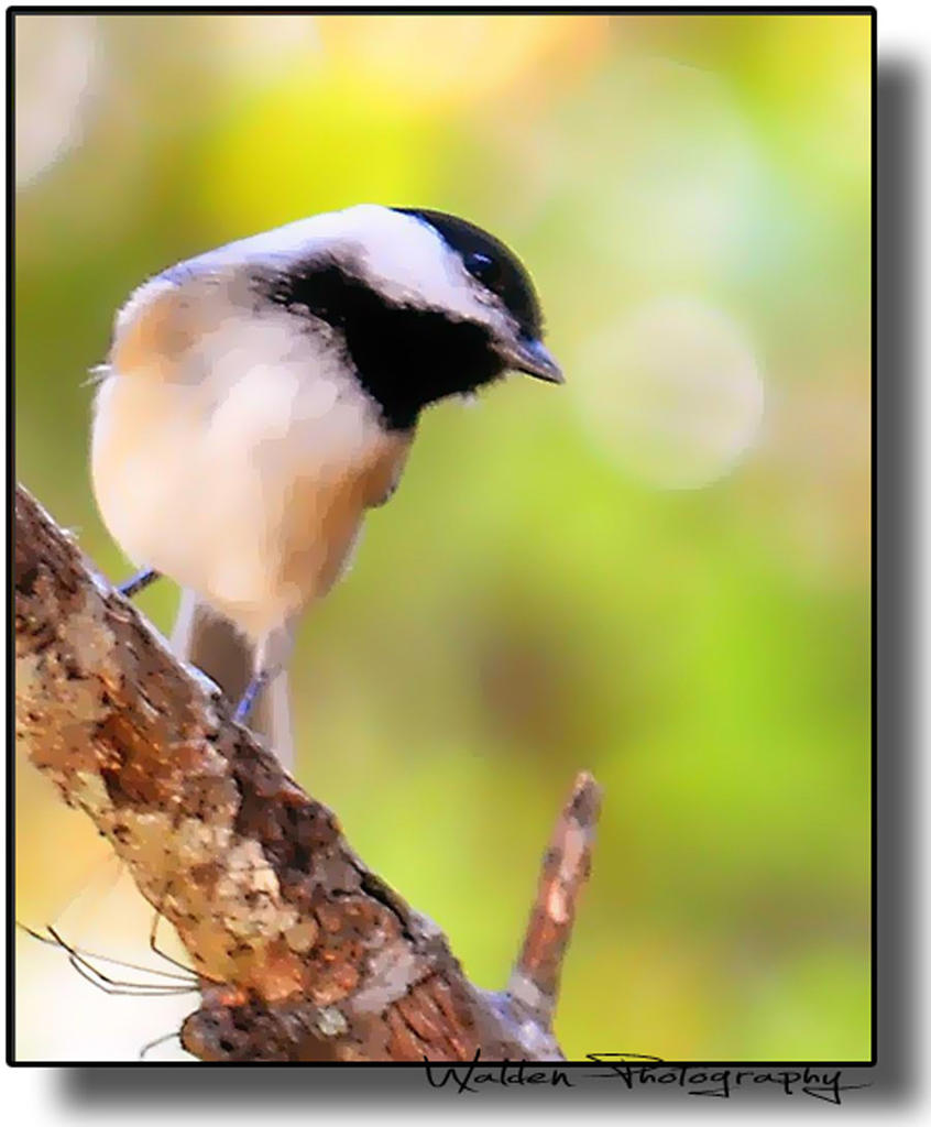 Chickadee 01.jpg