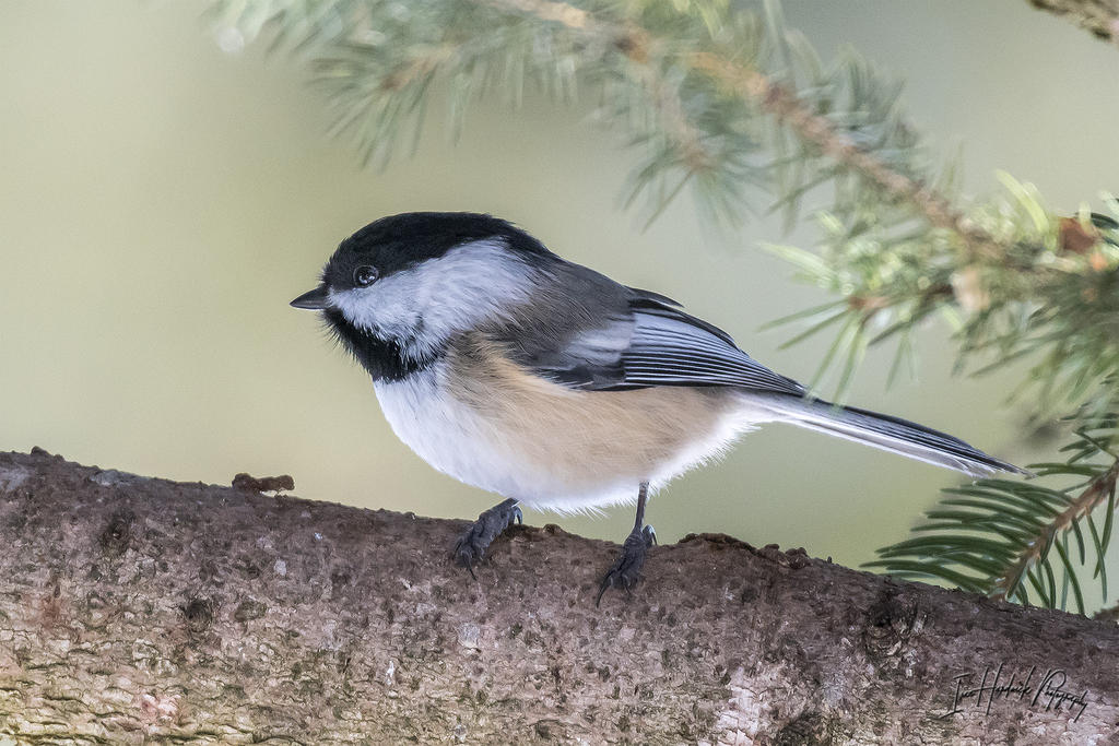 Chickadee 5.jpg
