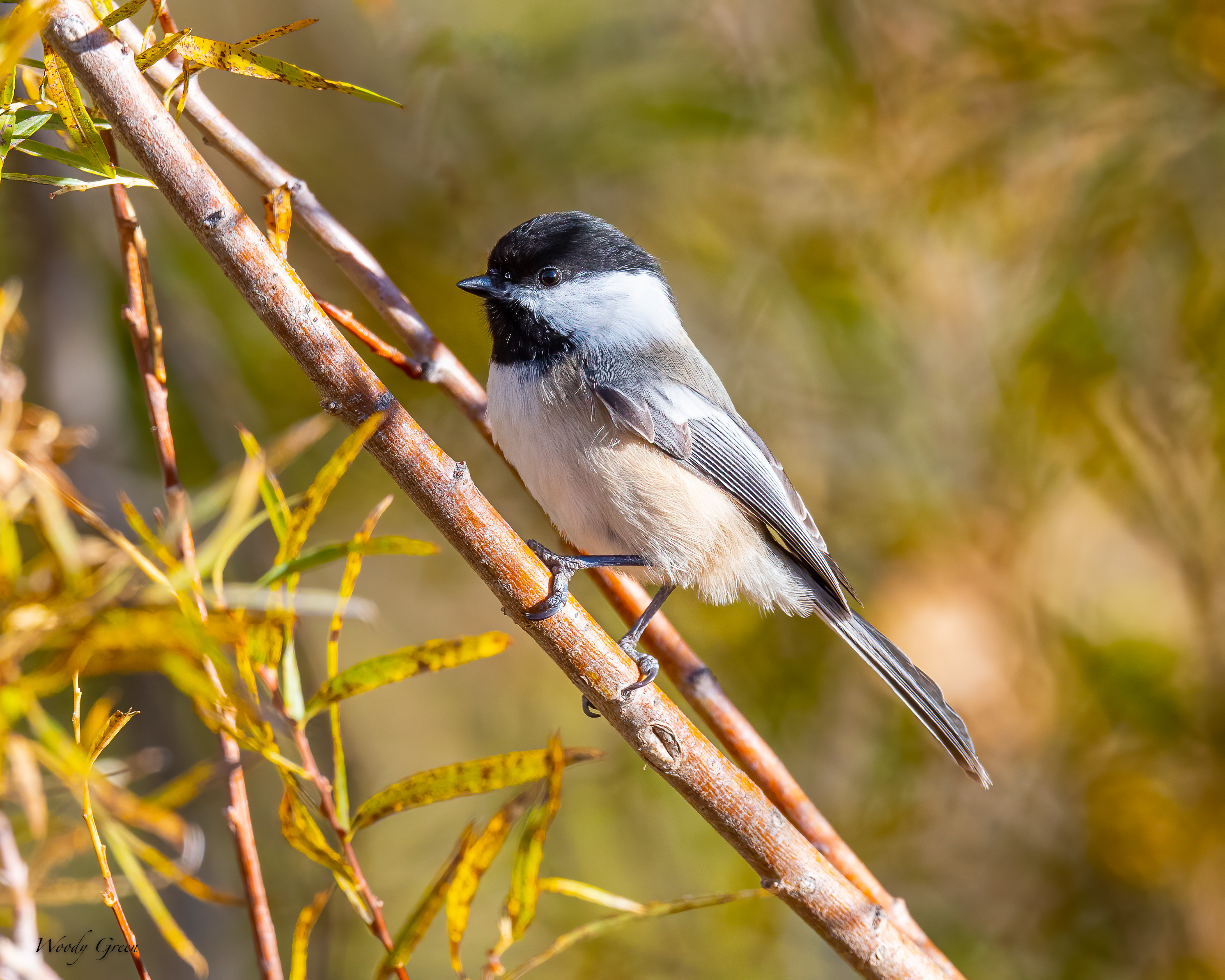 Chickadee-518.jpg