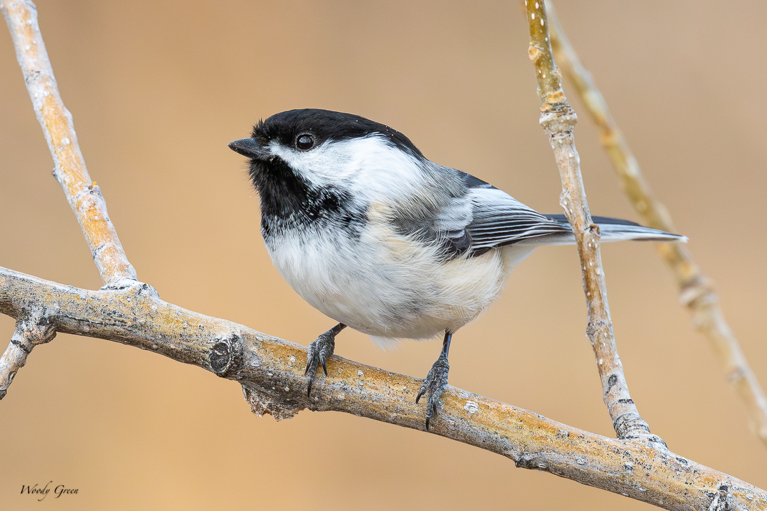 Chickadee-561.jpg