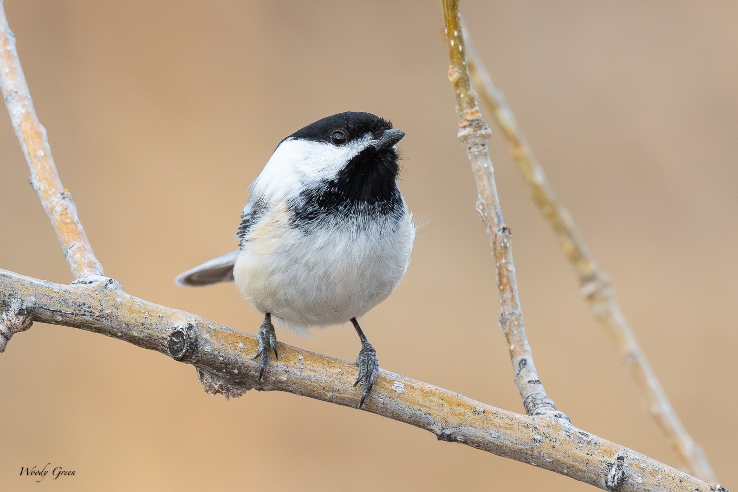Chickadee-562.jpg