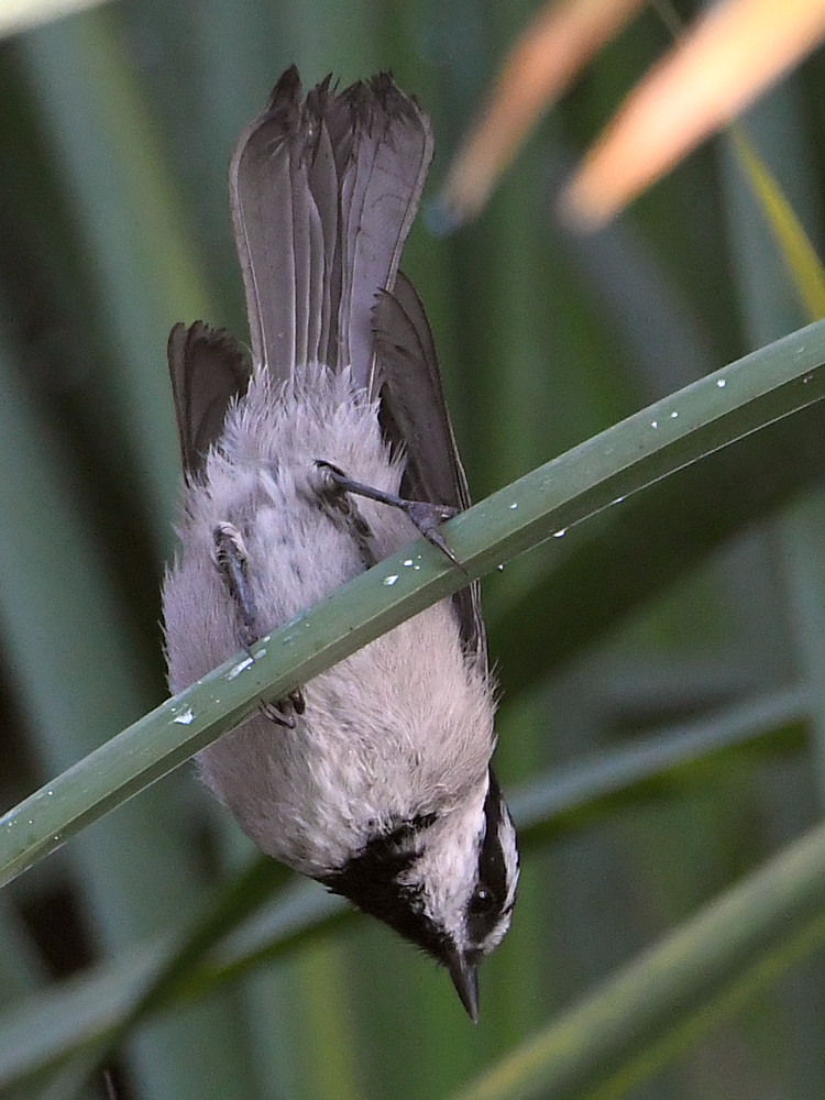 Chickadee.jpg