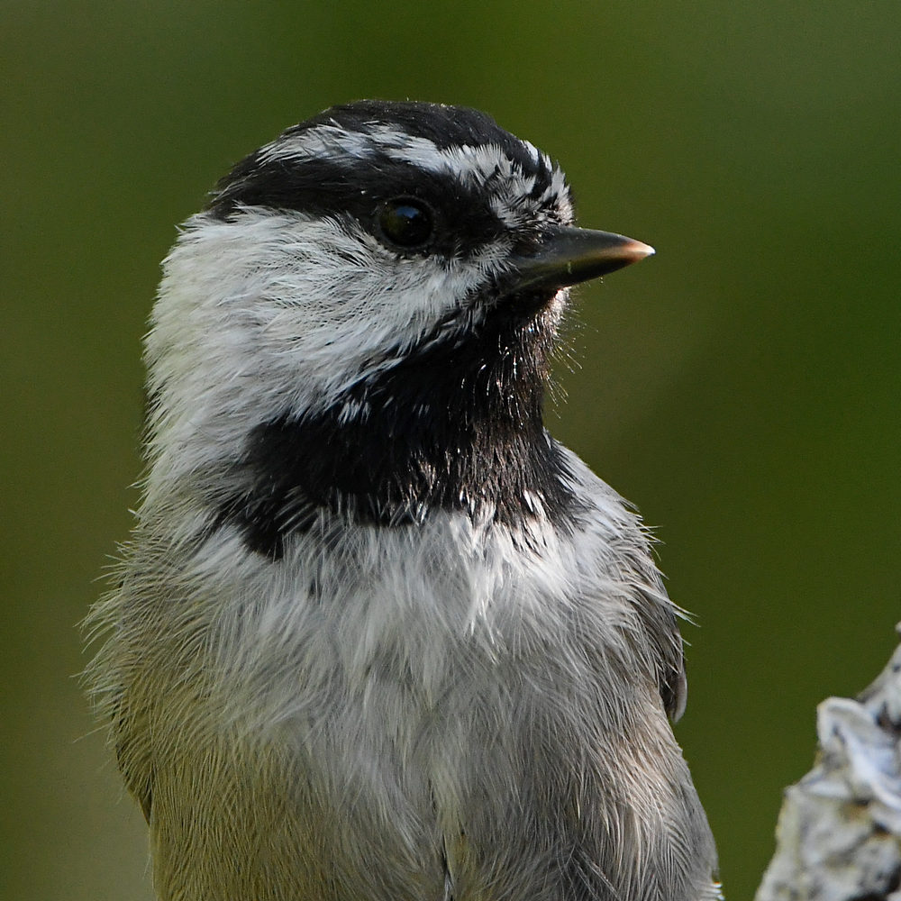 Chickadee.jpg