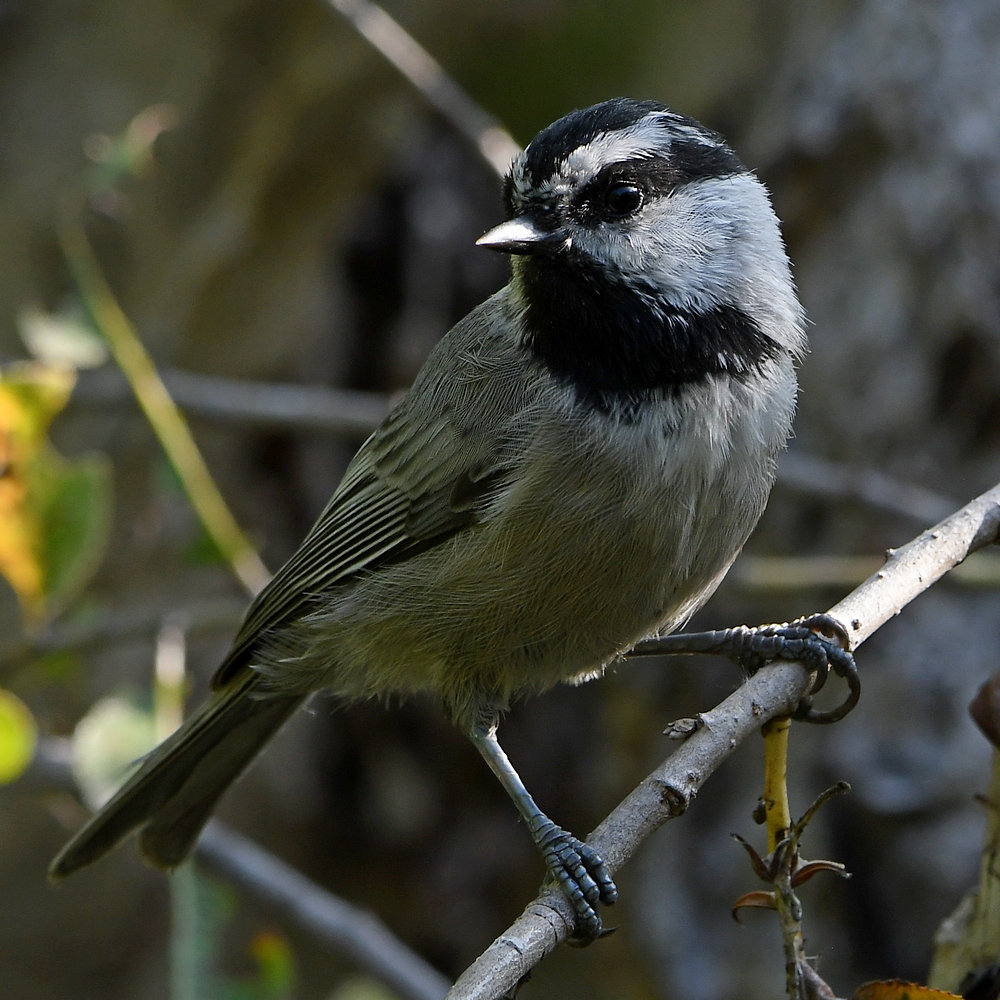 Chickadee11.jpg