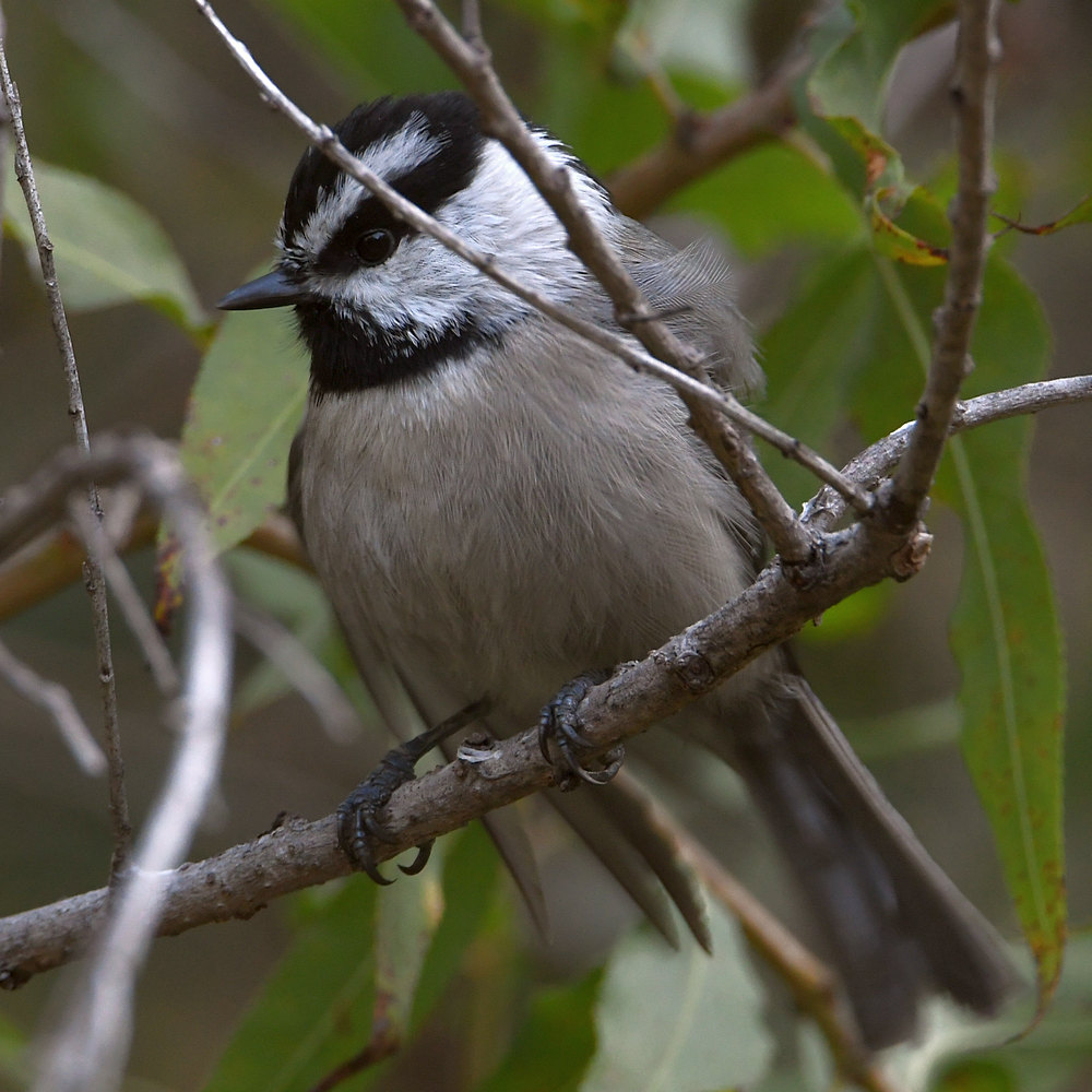 Chickadee2.jpg