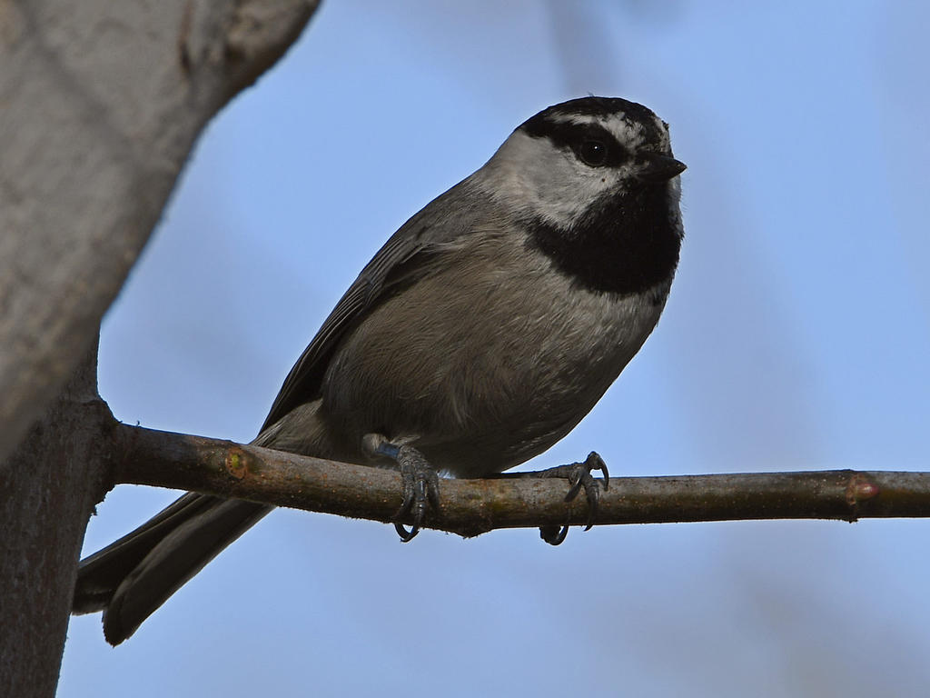 Chickadee2.jpg