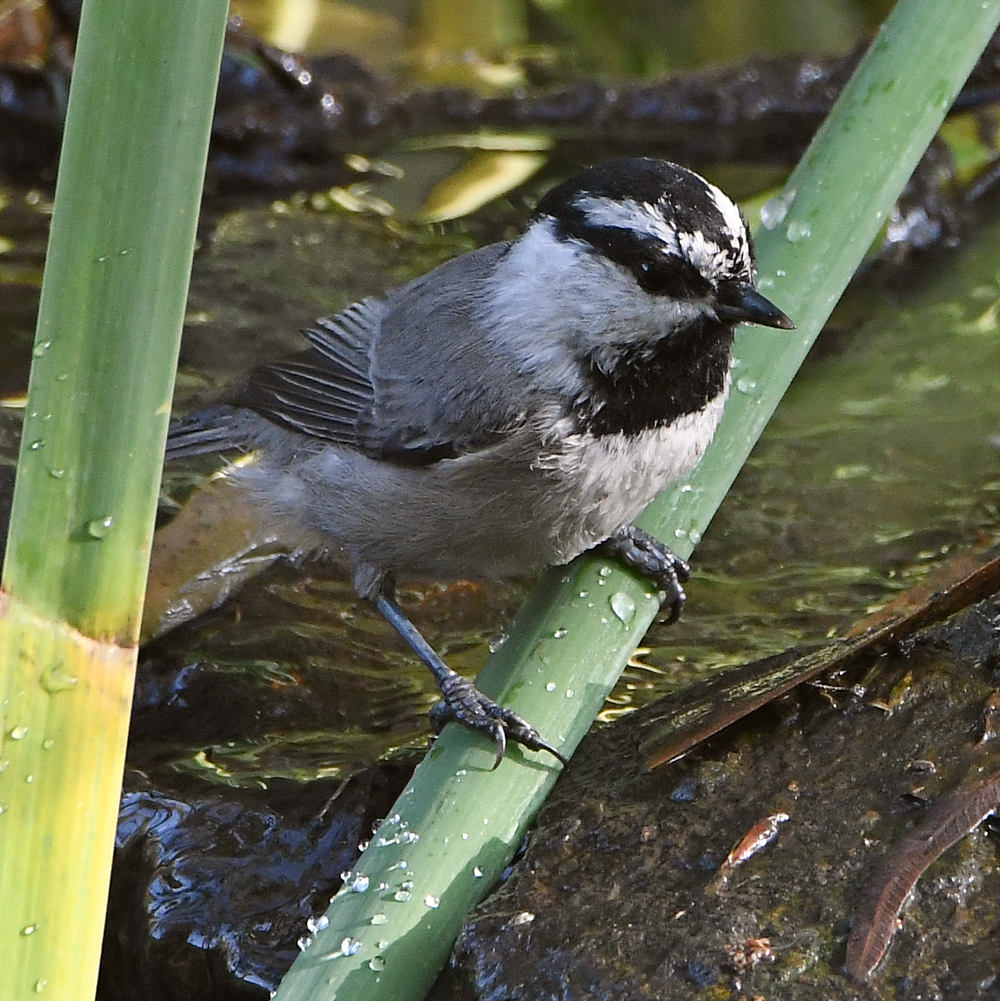 Chickadee3.jpg