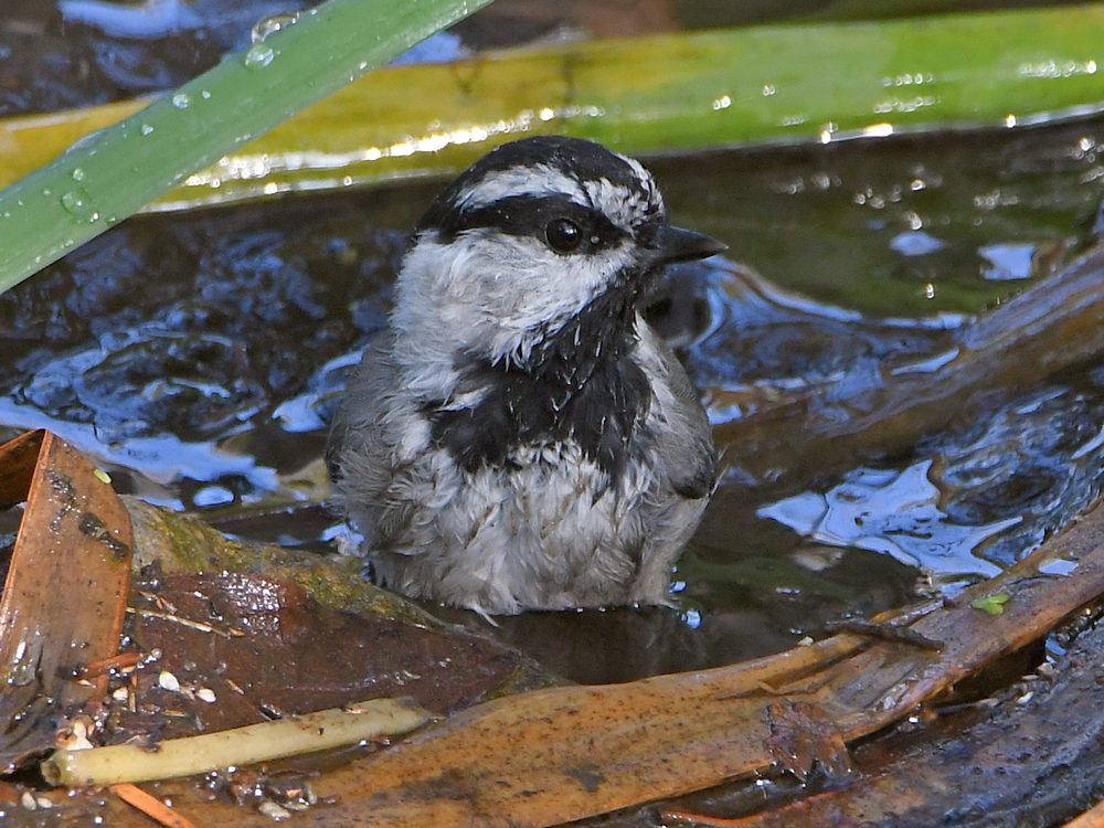 Chickadee4.jpg