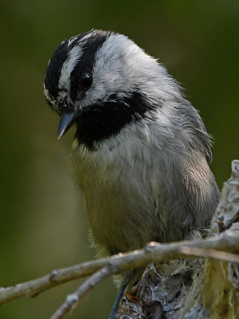 Chickadee4.jpg
