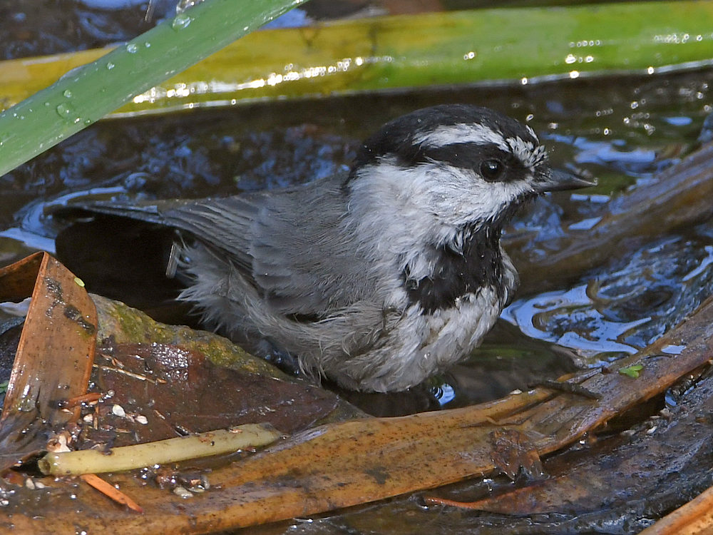 Chickadee6.jpg