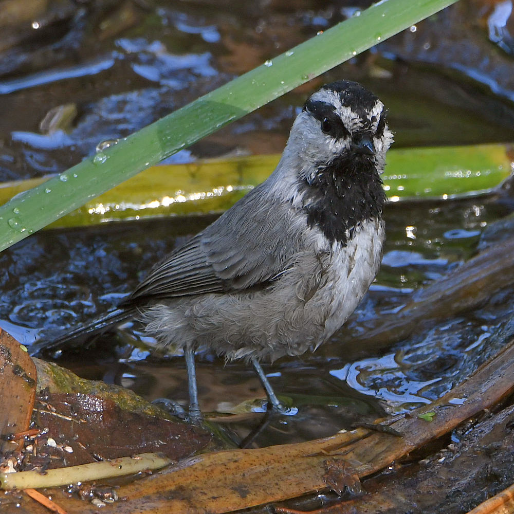 Chickadee7.jpg