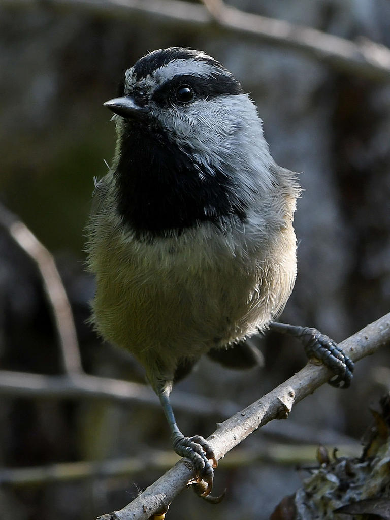Chickadee7.jpg